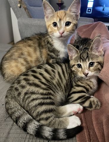 Wunderschöne und verschmuste Bengal-Kitten