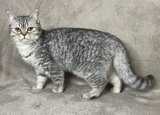 BKH Kätzchen Kater Katze Kitten Britisch Kurzhaar aus Dortmund
