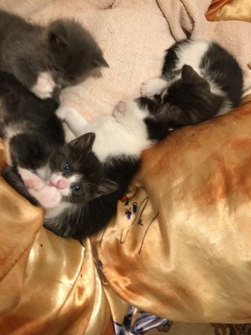 4 Süße Katzen suchen ein neues freundliches zu Hause