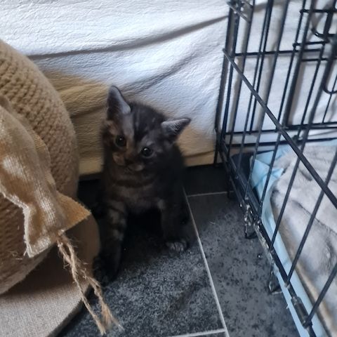 Wunderschöne BKH/Main Coon Kitten