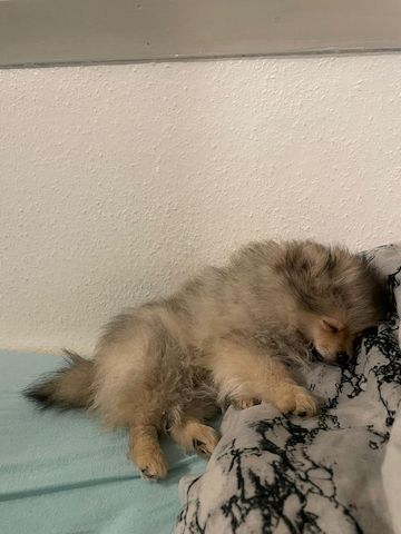 Pomeranian Welpe 16 Wochen