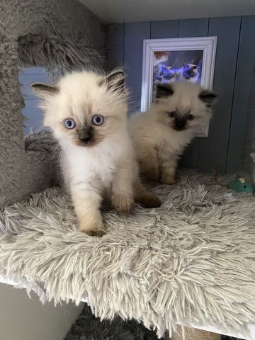 Siam/Maincoon Kitten