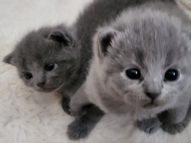 Bkh&Blue Russian Kitten abzugeben