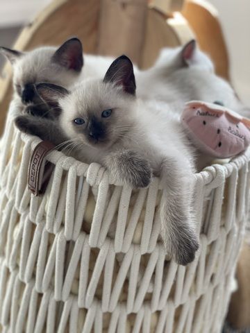 Reinrassiges Siam Kätzchen ab 22.08. zu verkaufen