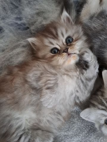 Perser Kitten