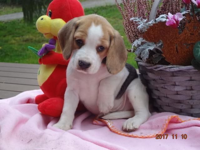 Süße und liebe männliche und weibliche Beagle-Welpen,