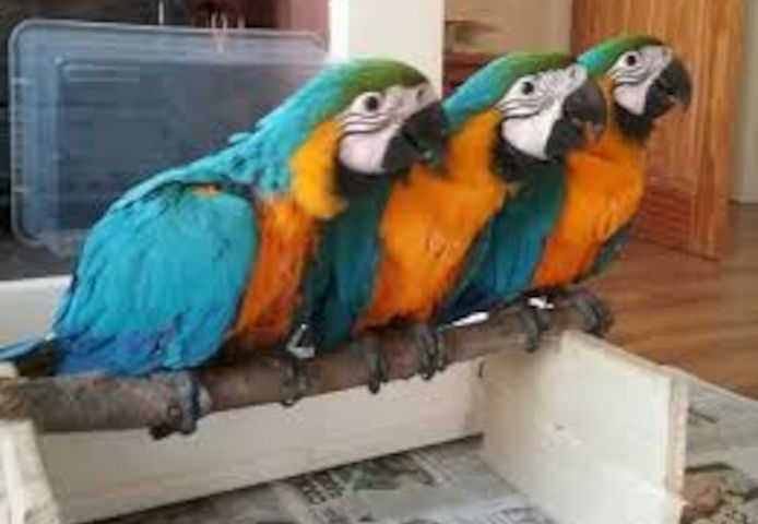Ara-Papageien zur Adoption