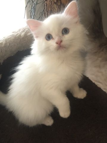 Ragdoll Kitten Kater Blue Eyed White weiß mit blauen Augen