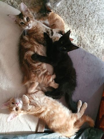 3 Maine Coon kitten suchen ein neues Zuhause