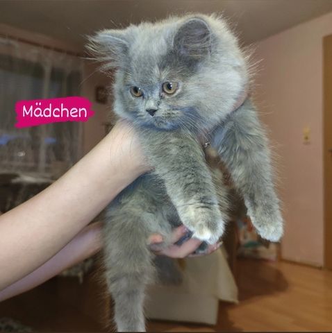 5 Kleine Kitten suchen ein liebevolles Zuhause