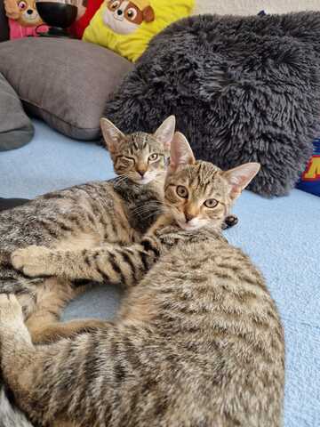2 Kätzchen zu Verkaufen (Geschwister)