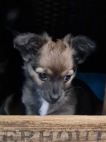 Langhaar Chihuahua Welpe