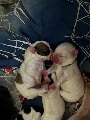 Frenchiepoo, Froodle, Französische Bulldogge x Toy Pudel
