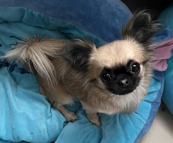 Chihuahua Hündin Langhaar 2 Jahre