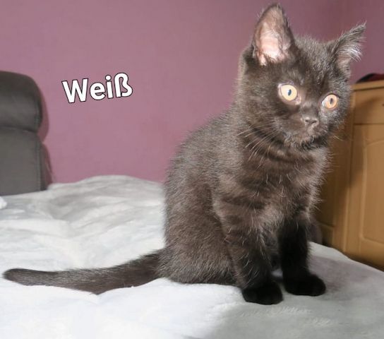 Alle Zwerge vermittelt! reinrassige Britisch Kurzhaar BKH Kitten , Vater mit Stammbaum