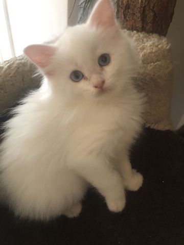 Ragdoll Kitten Kater Blue Eyed White weiß mit blauen Augen