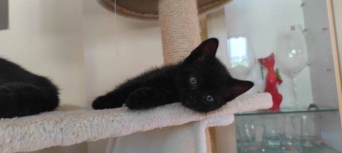 Kleine katzenbabys sucht liebevolles Zuhause