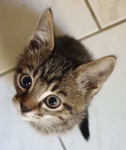 Getigerte Babykatze sucht liebevolles Zuhause - Abholbereit -