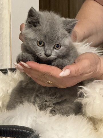 BKH Kitten Britisch Kurzhaar Katze Kater Kätzchen Blau Grau Beige Creme