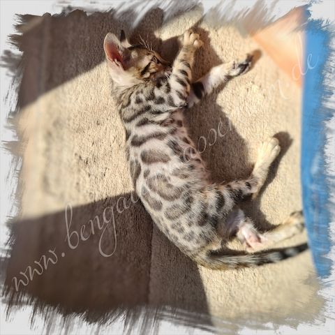 Bengalen /Bengal Katze & Kater brown rosetted