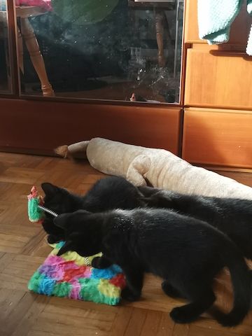 Katzenbabys suchen Zuhause