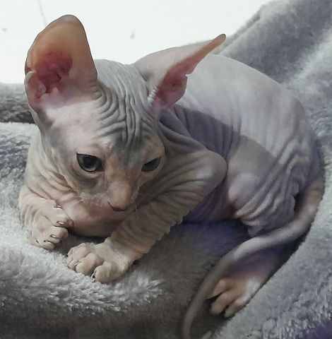 Don Sphynx Kitten abgabebereit