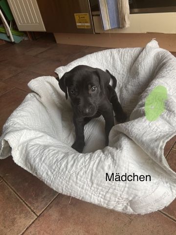 Deutsche Dogge Labrador und Fila Brasileiro Mixwelpen