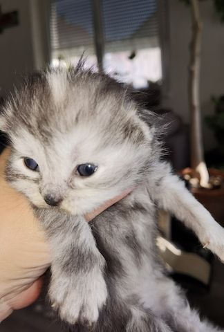 Perser kitten