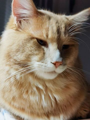 Maine Coon Kater zum Decken