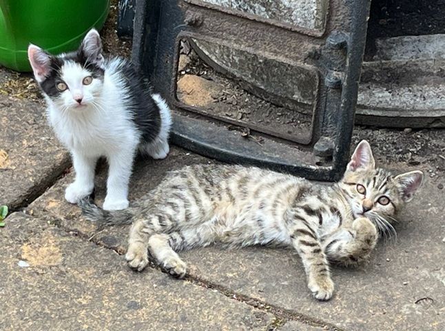 2 weibliche Kätzchen suchen ein neues Zuhause