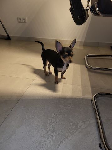 Chihuahua / Zwergpincher