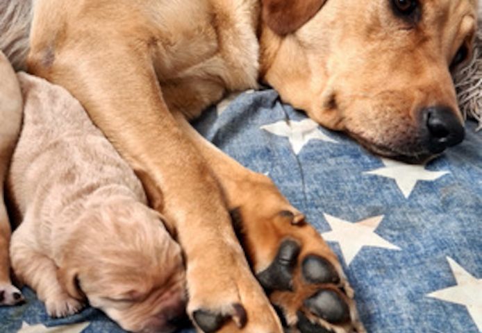 Kaufen Sie Labrador Retriever online in Deutschland – versandkostenfrei