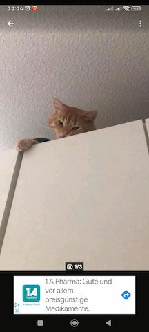 Roter Kater sucht neues Zuhause