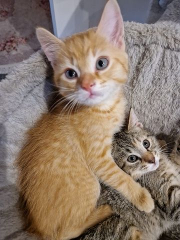 Babykatzen Kitten