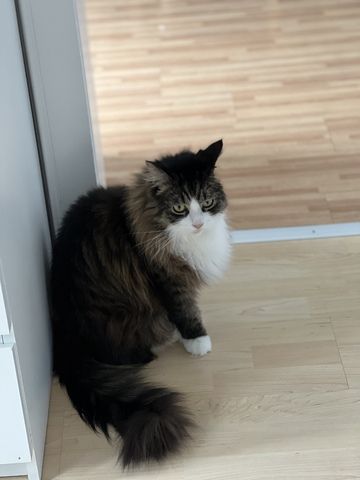 Maine coon Kater