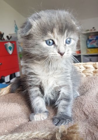 Maine Coon Edelmix Baby