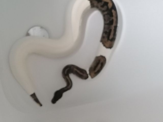 0.1 Python regius Piebald Königspython Weibchen