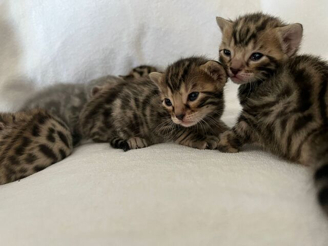 Bengal kitten Bengal Babys w/m