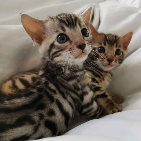 Bengal Kitten 