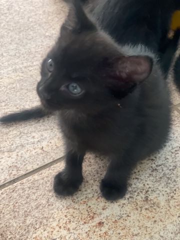 6 Kätzchen / Kitten abzugeben (Siam)
