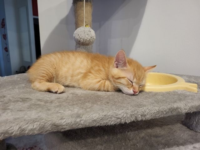 Babykatzen Kitten