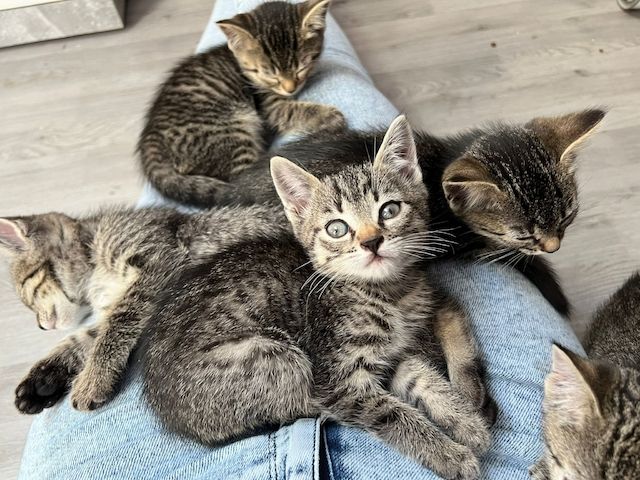 BKH Mix Kitten Katzenbabys