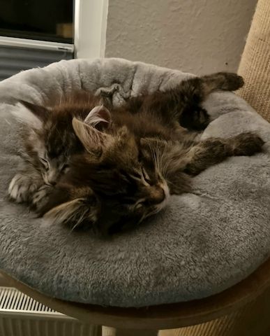 Reinrassige Maine Coon Kitten dürfen bald ausziehen