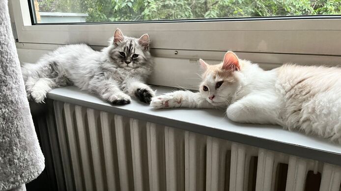Perser Katzen