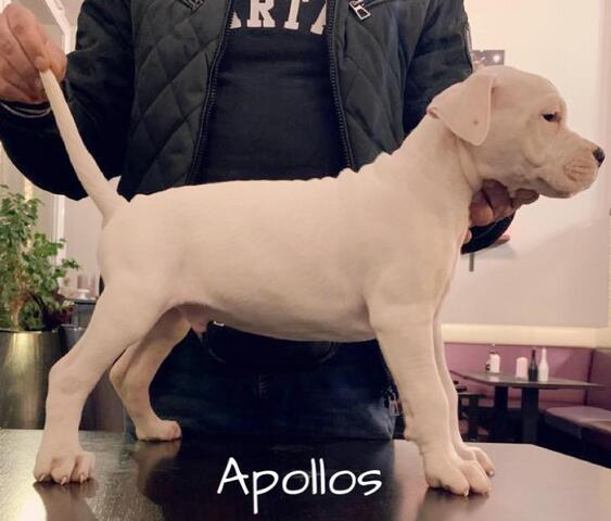 Dogo Argentino/American Bulldog Mix Welpen