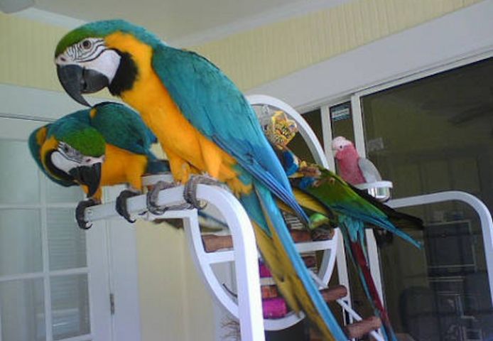 Blaue und goldene Ara Papageien!!