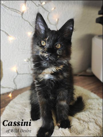 Maine Coon Kitten mit Stammbaum, Genkrankheiten N/N