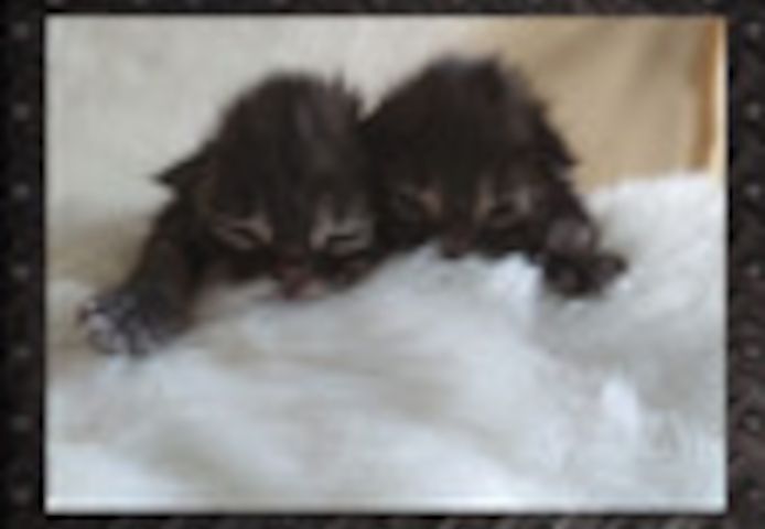 Mit Liebe gezüchtet und bereit für ein neues Zuhause: Reinrassige Main Coon Kitten!