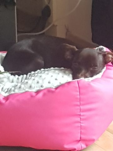 Chihuahua Hündin Sucht Traum Zuhause