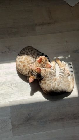 Zwei Bengalkitten suchen ein neues Zuhause